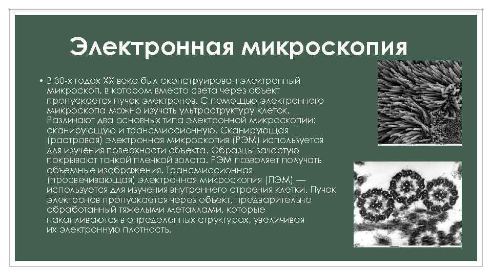 Электронная микроскопия • В 30 -х годах XX века был сконструирован электронный микроскоп, в