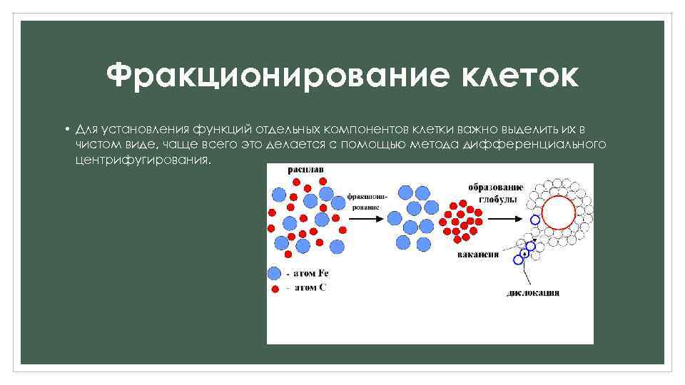 Фракционирование клеток • Для установления функций отдельных компонентов клетки важно выделить их в чистом