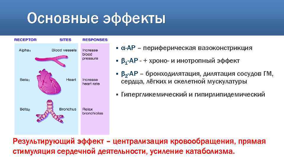 Основные эффекты § α-АР – периферическая вазоконстрикция § β 1 -АР - + хроно-