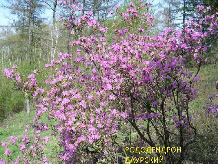 Багульник Купить Саженцы