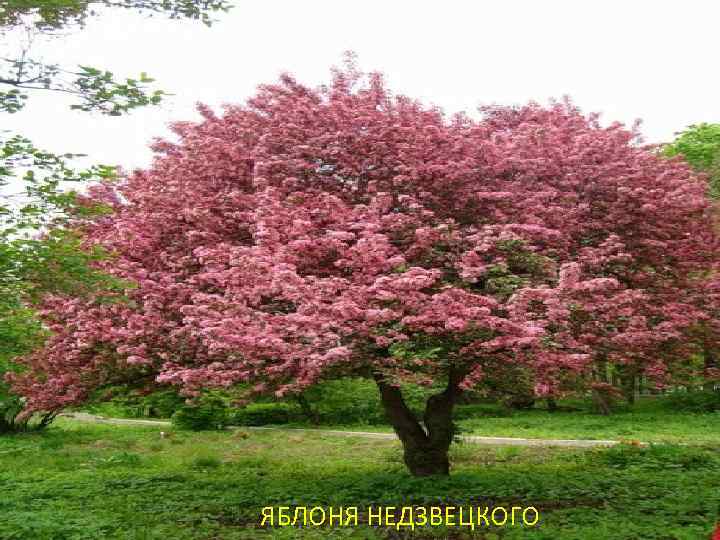 ЯБЛОНЯ НЕДЗВЕЦКОГО 