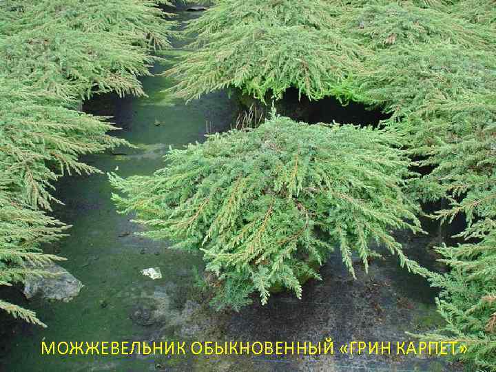 МОЖЖЕВЕЛЬНИК ОБЫКНОВЕННЫЙ «ГРИН КАРПЕТ» 