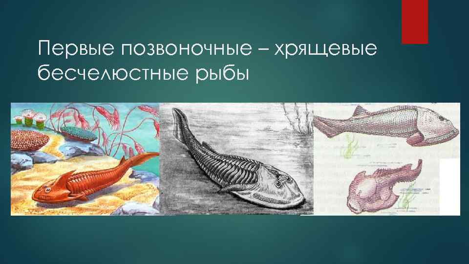 Первые позвоночные – хрящевые бесчелюстные рыбы 