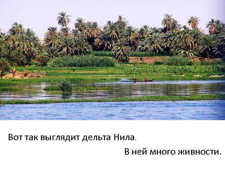 Вот так выглядит дельта Нила. В ней много живности. 