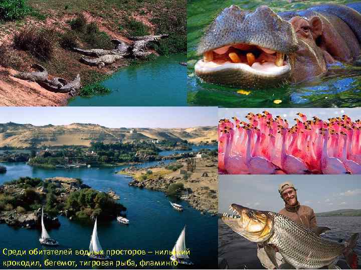 Среди обитателей водных просторов – нильский крокодил, бегемот, тигровая рыба, фламинго 