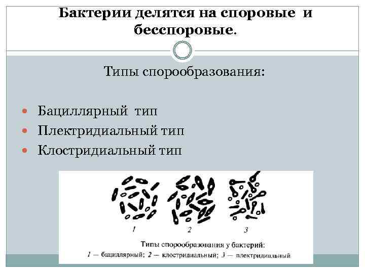 Бактерии делятся на споровые и бесспоровые. Типы спорообразования: Бациллярный тип Плектридиальный тип Клостридиальный тип