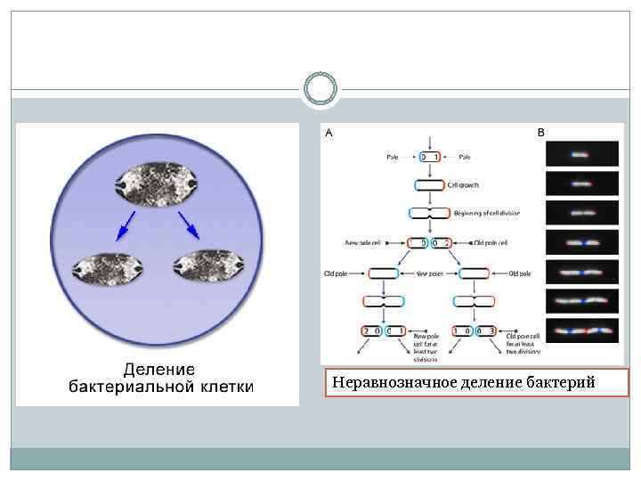 Неравнозначное деление бактерий 