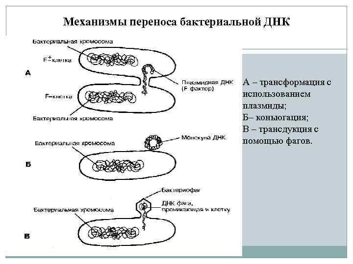Механизмы переноса бактериальной ДНК А – трансформация с использованием плазмиды; Б– коньюгация; В –