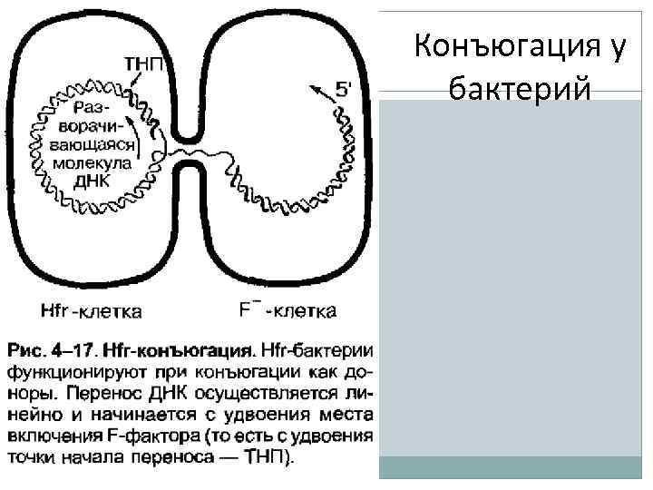 Что такое конъюгация в биологии