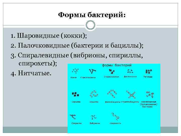 Формы бактерий: 1. Шаровидные (кокки); 2. Палочковидные (бактерии и бациллы); 3. Спиралевидные (вибрионы, спириллы,