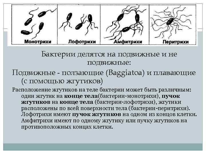 Бактерии делятся на подвижные и не подвижные: Подвижные - ползающие (Baggiatoa) и плавающие (с