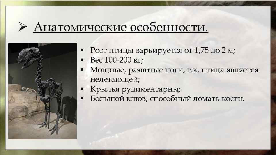 Ø Анатомические особенности. § Рост птицы варьируется от 1, 75 до 2 м; §