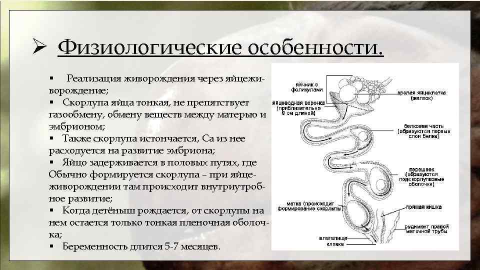 Ø Физиологические особенности. § Реализация живорождения через яйцеживорождение; § Скорлупа яйца тонкая, не препятствует