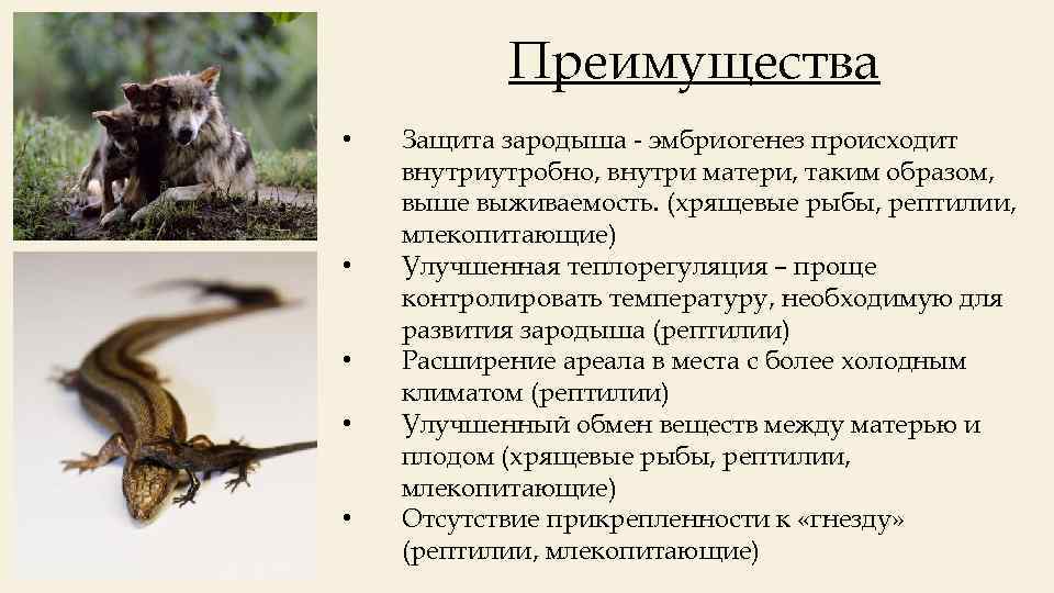 Преимущества • • • Защита зародыша - эмбриогенез происходит внутриутробно, внутри матери, таким образом,