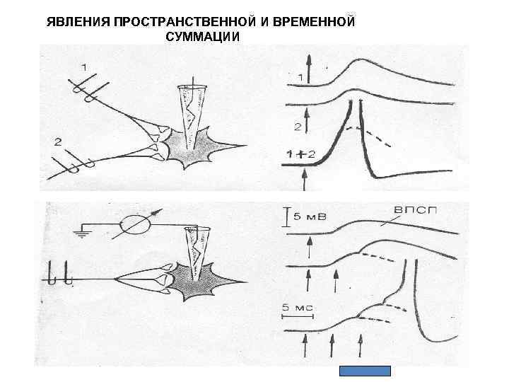 ЯВЛЕНИЯ ПРОСТРАНСТВЕННОЙ И ВРЕМЕННОЙ СУММАЦИИ 