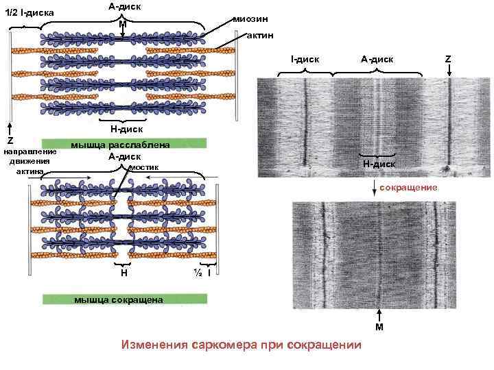 1/2 I-диска А-диск миозин М актин I-диск А-диск Н-диск Z направление движения актина мышца