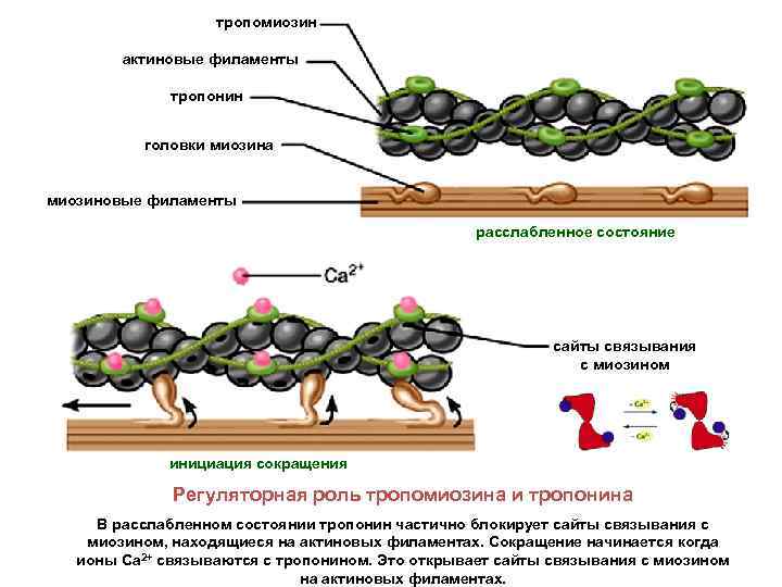 тропомиозин актиновые филаменты тропонин головки миозина миозиновые филаменты расслабленное состояние сайты связывания с миозином