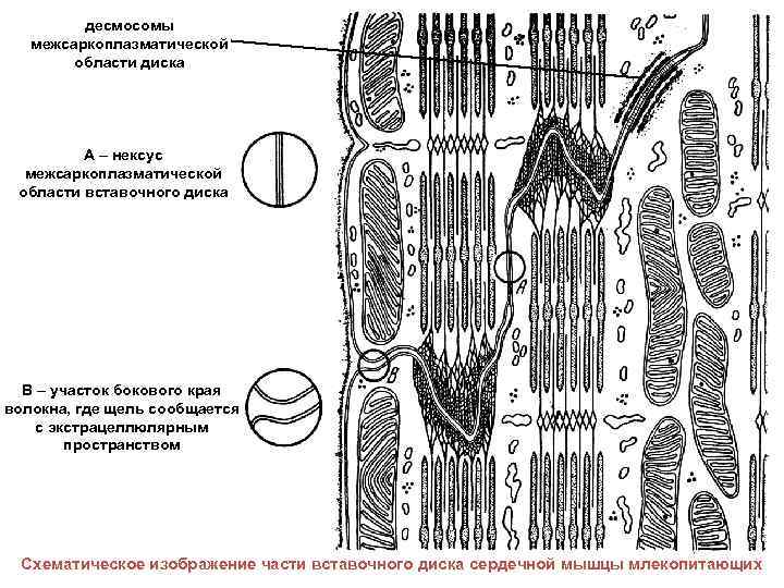 десмосомы межсаркоплазматической области диска А – нексус межсаркоплазматической области вставочного диска В – участок