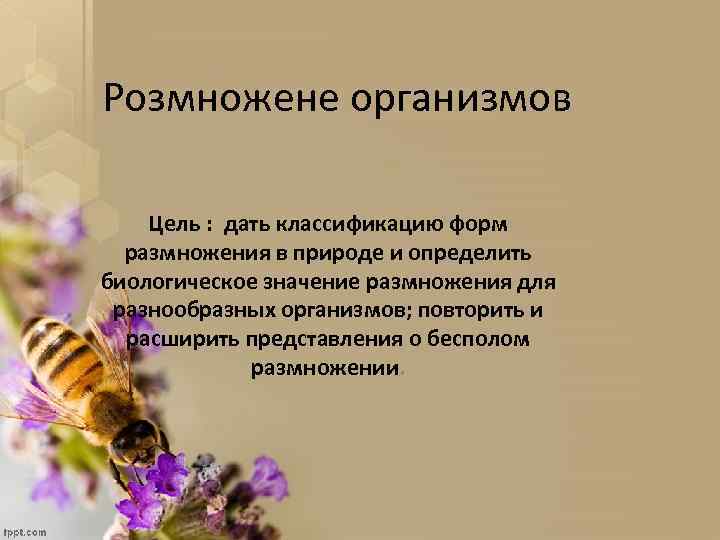 Розмножене организмов Цель : дать классификацию форм размножения в природе и определить биологическое значение