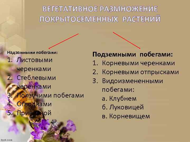 ВЕГЕТАТИВНОЕ РАЗМНОЖЕНИЕ ПОКРЫТОСЕМЕННЫХ РАСТЕНИЙ Надземными побегами: 1. Листовыми черенками 2. Стеблевыми черенками 3. Ползучими