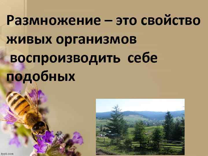 Размножение – это свойство живых организмов воспроизводить себе подобных 