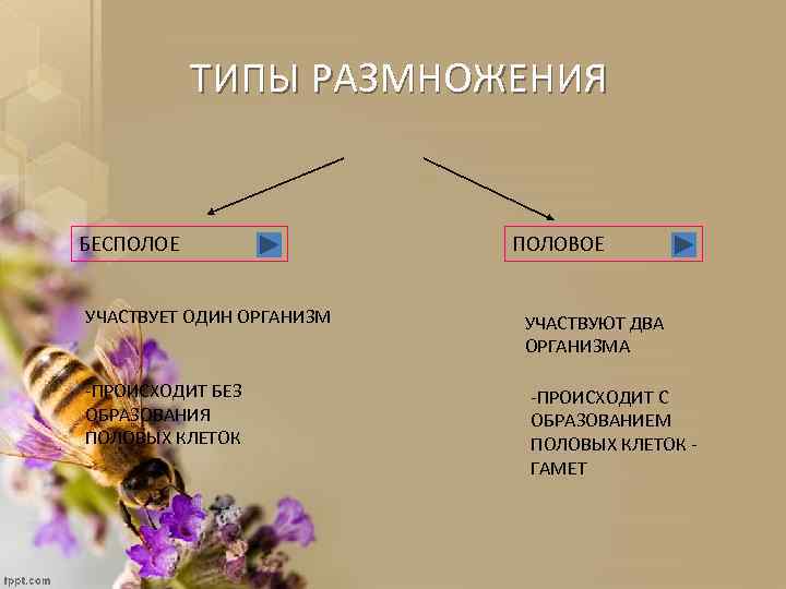 ТИПЫ РАЗМНОЖЕНИЯ БЕСПОЛОЕ УЧАСТВУЕТ ОДИН ОРГАНИЗМ -ПРОИСХОДИТ БЕЗ ОБРАЗОВАНИЯ ПОЛОВЫХ КЛЕТОК ПОЛОВОЕ УЧАСТВУЮТ ДВА