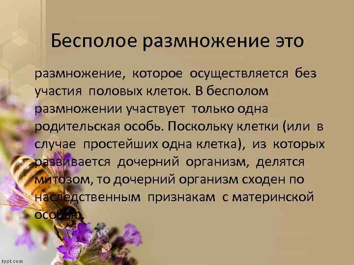 Бесполое размножение это размножение, которое осуществляется без участия половых клеток. В бесполом размножении участвует