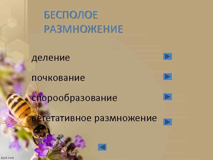 БЕСПОЛОЕ РАЗМНОЖЕНИЕ деление почкование спорообразование вегетативное размножение 