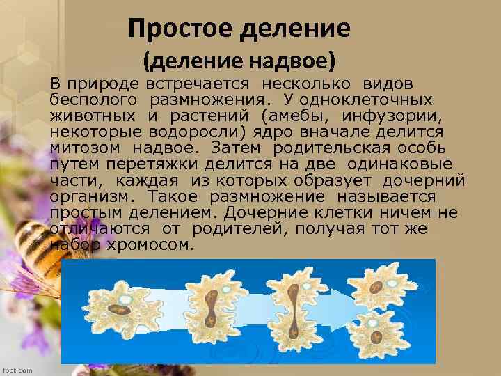 Простое деление (деление надвое) В природе встречается несколько видов бесполого размножения. У одноклеточных животных