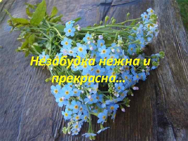  Незабудка нежна и прекрасна… 