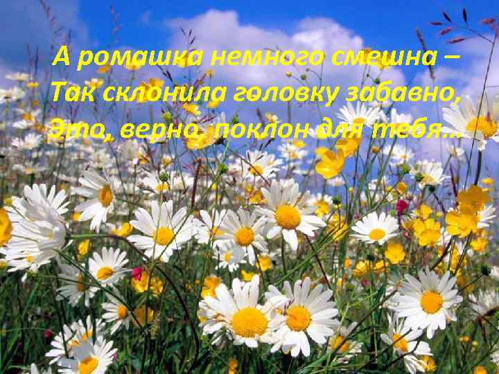 А ромашка немного смешна – Так склонила головку забавно, Это, верно, поклон для тебя…