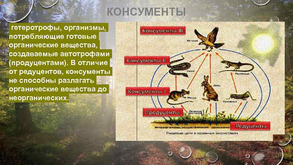 Организмы создающие органические из неорганических. Цепи питания продуцентов консументов редуцентов. Цепи питания продуценты кон. Цепь питания продуценты консументы редуценты. Пищевая цепь питания редуценты консументы.