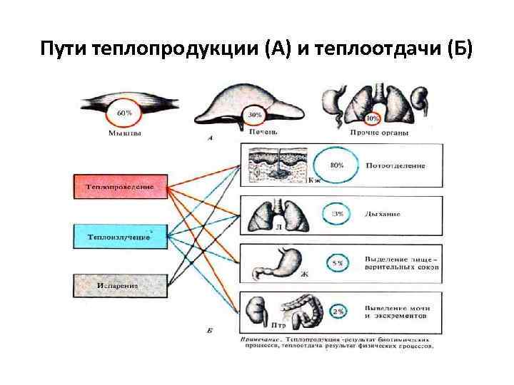 Пути теплопродукции (А) и теплоотдачи (Б) 