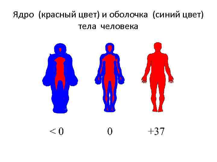 Ядро (красный цвет) и оболочка (синий цвет) тела человека 