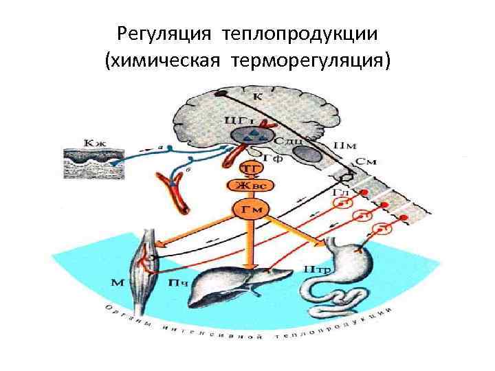 Регуляция теплопродукции (химическая терморегуляция) 