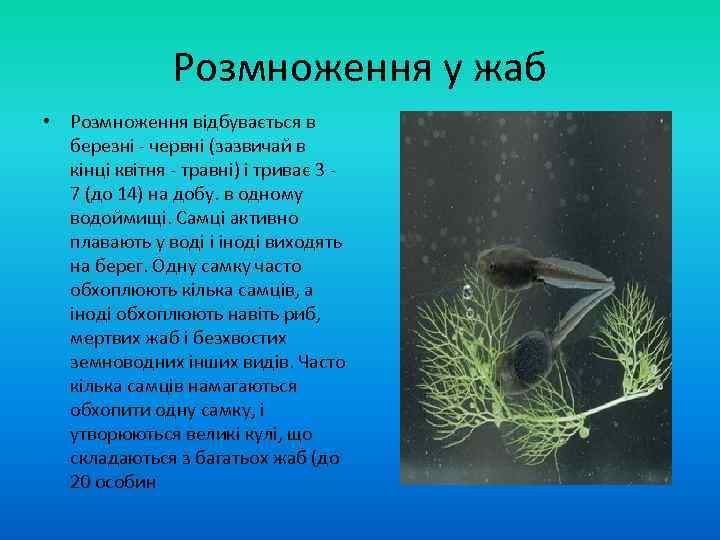 Розмноження у жаб • Розмноження відбувається в березні - червні (зазвичай в кінці квітня