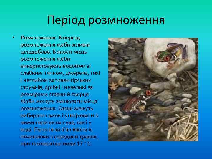 Період розмноження • Розмноження: В період розмноження жаби активні цілодобово. В якості місць розмноження