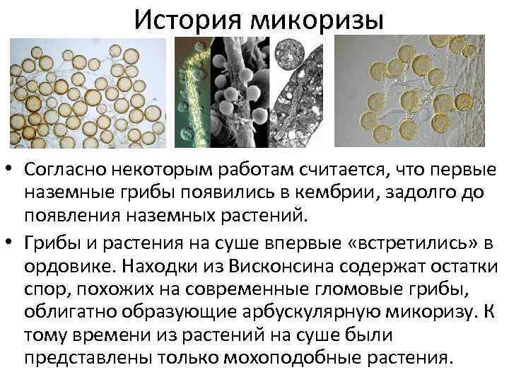 История микоризы • Согласно некоторым работам считается, что первые наземные грибы появились в кембрии,