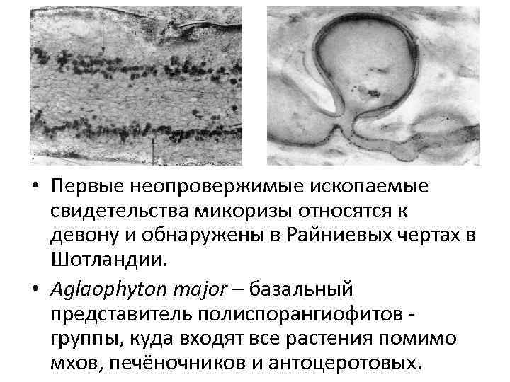  • Первые неопровержимые ископаемые свидетельства микоризы относятся к девону и обнаружены в Райниевых