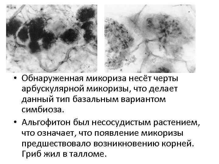  • Обнаруженная микориза несёт черты арбускулярной микоризы, что делает данный тип базальным вариантом