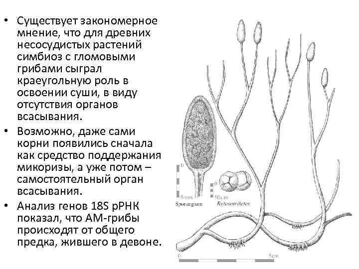  • Существует закономерное мнение, что для древних несосудистых растений симбиоз с гломовыми грибами