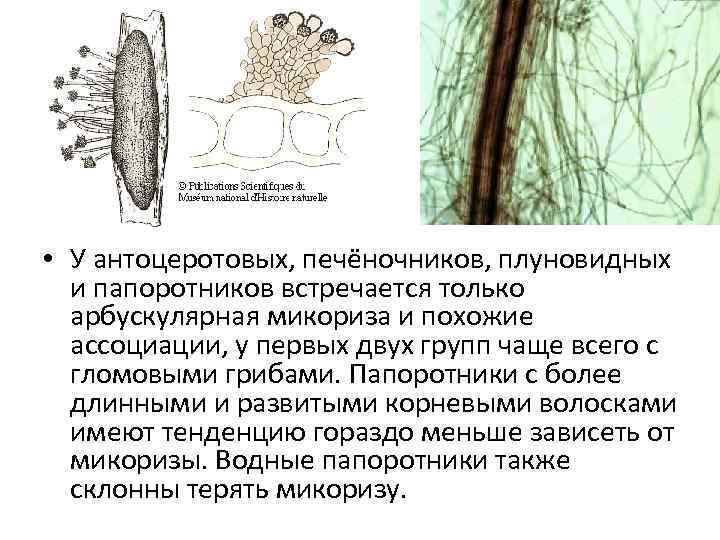 Арбускулярная микориза. Нитевидные выросты элатеры. Эллатеры антоцеротовых. Гаустории у антоцеротовых.