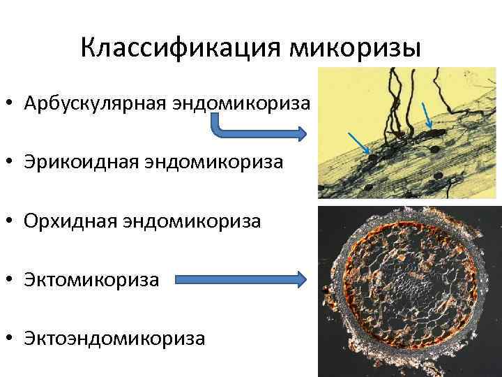 Классификация микоризы • Арбускулярная эндомикориза • Эрикоидная эндомикориза • Орхидная эндомикориза • Эктоэндомикориза 