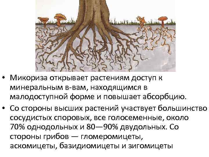  • Микориза открывает растениям доступ к минеральным в-вам, находящимся в малодоступной форме и