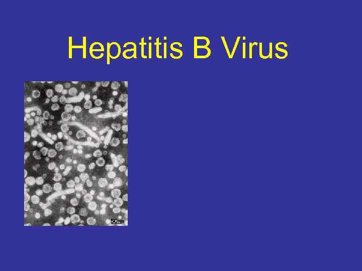 Hepatitis B Virus 