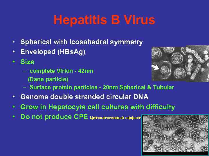 Hepatitis B Virus • Spherical with Icosahedral symmetry • Enveloped (HBs. Ag) • Size