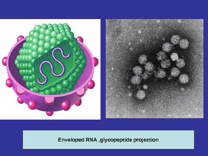 Enveloped RNA , glycopeptide projection 