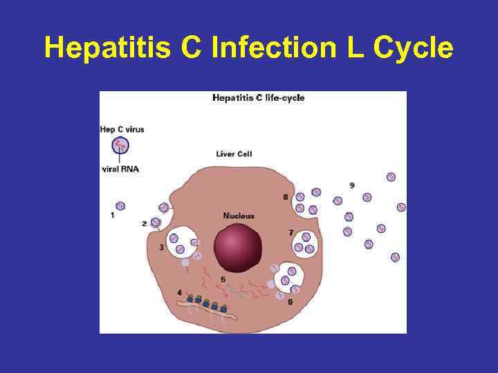 Hepatitis C Infection L Cycle 