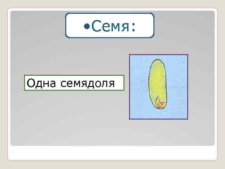  • Семя: Одна семядоля 