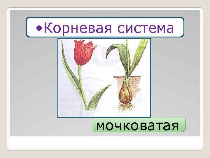  • Корневая система мочковатая 